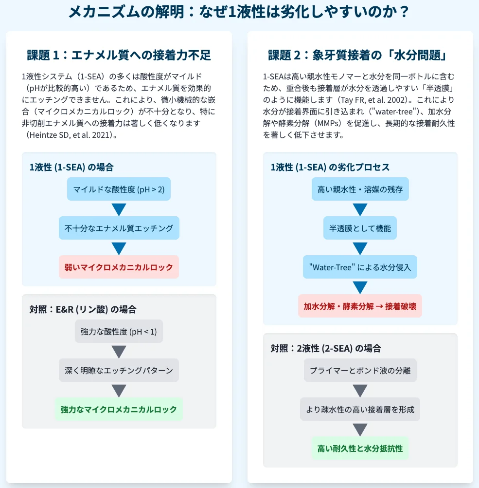 ② 図解:1液性(1-SEA)の劣化機序—エナメル質エッチ不足と象牙質の「水分問題(water-tree/MMPs)」、対照としてE&Rと2-SEAのフローを比較したインフォグラフィック。