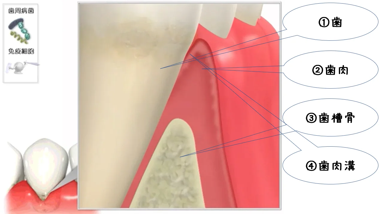 ブログ・お役立ち情報｜坂寄歯科医院（取手市藤代）