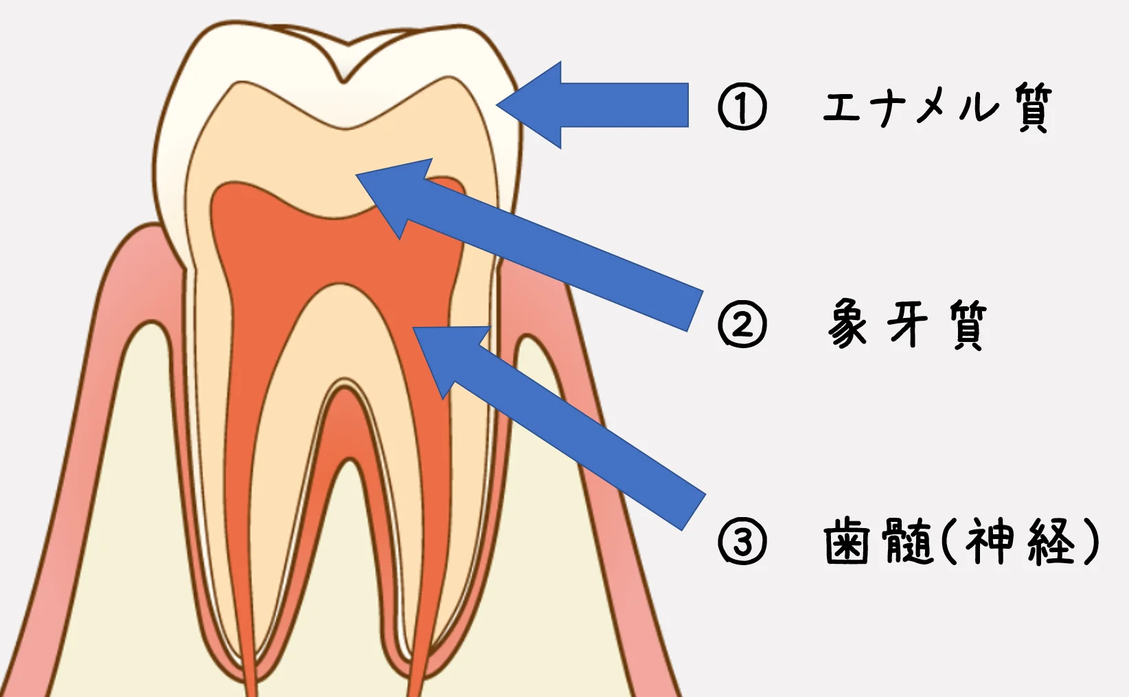ブログ・お役立ち情報｜坂寄歯科医院（取手市藤代）